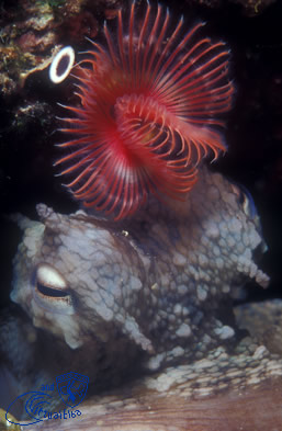 formiche della zanca