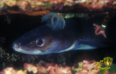 Punta del Nasuto   Subacquea Isola d’  Elba immersioni sub