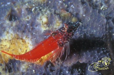 Punta della Madonna  Subacquea Isola d’  Elba immersioni sub