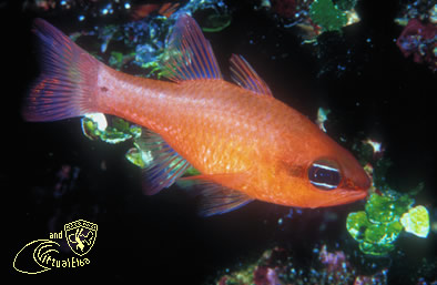 Scogli dei Gemini Subacquea Isola d’  Elba immersioni sub