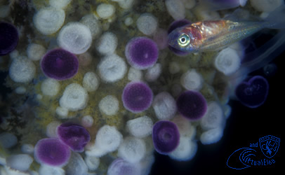 Scoglio della Corbella  Subacquea Isola d’  Elba immersioni sub