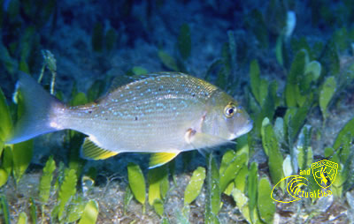 Secca del Careno  Subacquea Isola d’  Elba immersioni sub